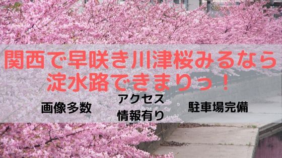 絶景 淀水路で早咲きの川津桜を見よう アクセス情報や駐車場も紹介 とりちのit備忘録