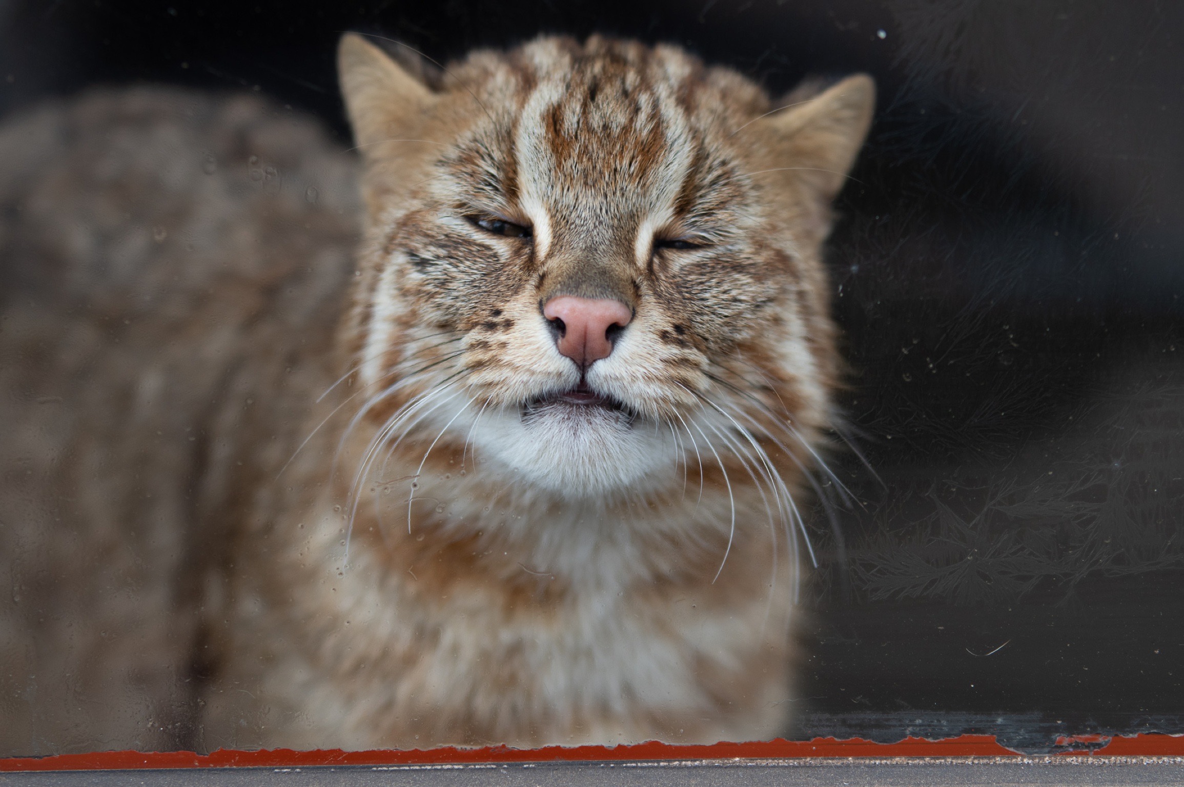 井の頭公園の動物　ベンガル山猫