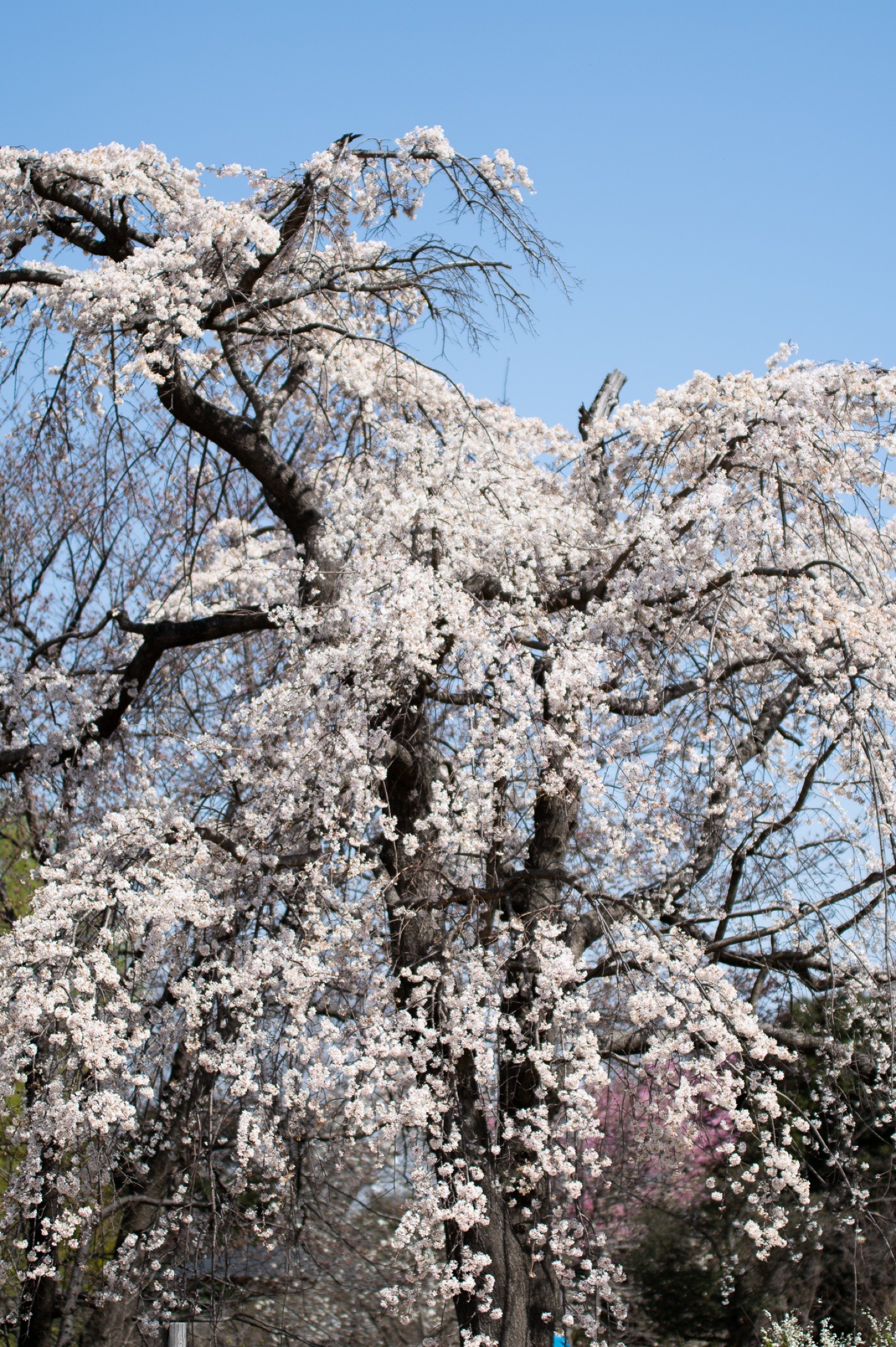 昭和記念公園のしだれ桜