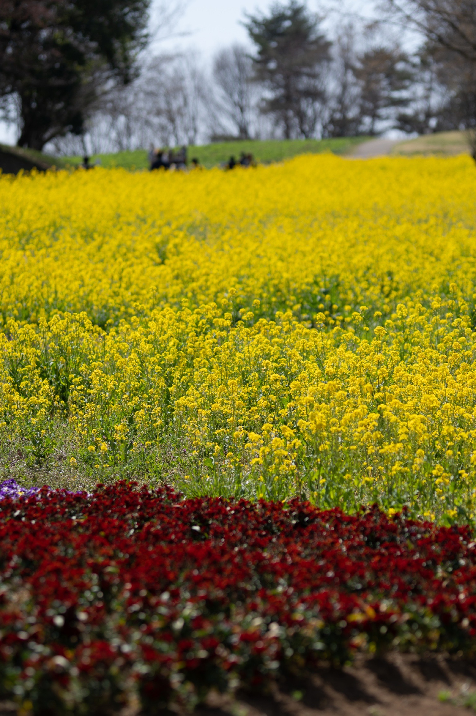 昭和記念公園　花の丘