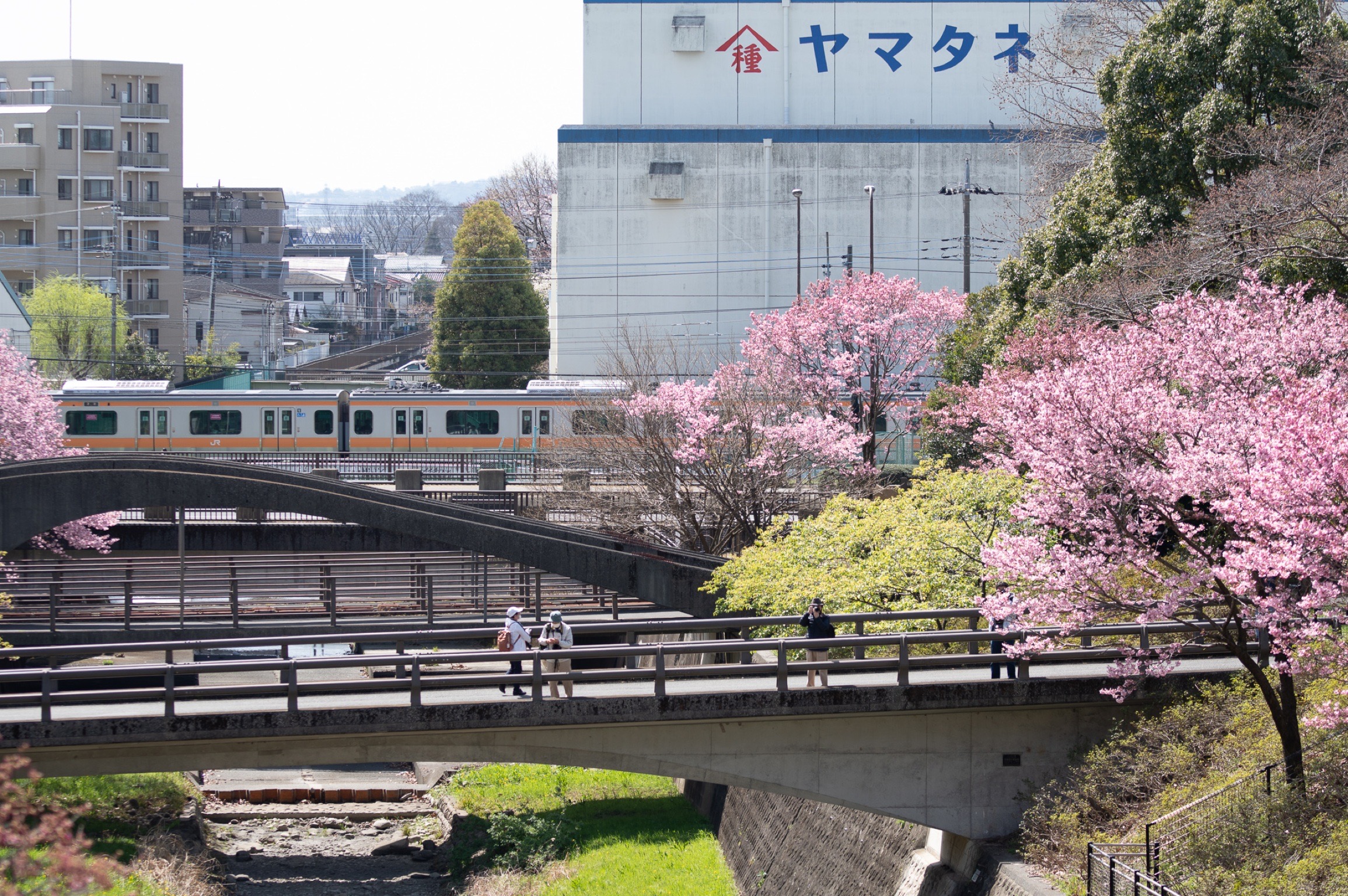 桜とJR中央線