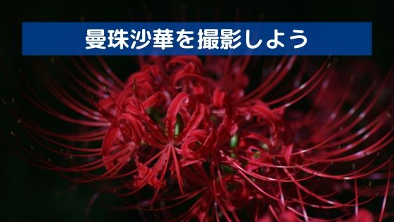 簡単 曼珠沙華 彼岸花 の撮り方 インスタ映えする撮り方まで解説 とりちのit備忘録